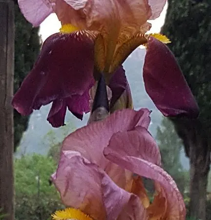 Bed & Breakfast Il Nido Del Falco Castel Gandolfo